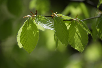 Blätter der Rotbuche (Fagus silvatica ) , close-up