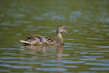 Mallard, Anas platyrhynchos
