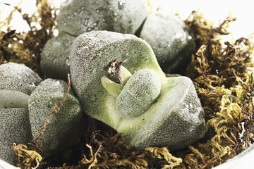 Steinwerke ( Lithops ),close-up