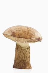 Steinpilze auf wei&szlig;em Hintergrund , close up