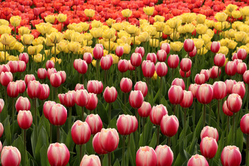 Spring tulips in full bloom, Tulip Festival in Ottawa, Canada - 65196113