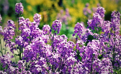 Fototapeta premium jardin alpin