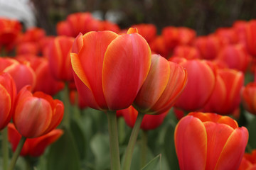 Spring tulips in full bloom, Tulip Festival in Ottawa, Canada - 65196128