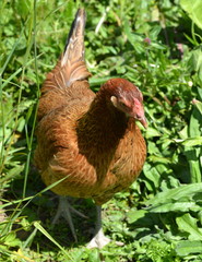 poule