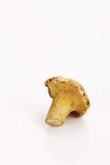 Fototapeta premium Rohes Pfifferlingen