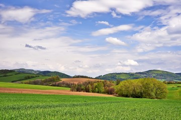 Fototapeta premium Landscape with tree