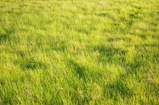 Grass closeup in a field.