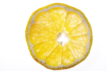 Einzel-St&uuml;ck ugli ( Zitrusfr&uuml;chte ) , erh&ouml;hte Ansicht , close-up