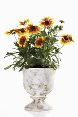 Decke Blumen in der Vase ( Gaillardia pulchella )