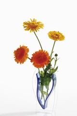 Calendulas (Calendula officinalis) in Blumenvase