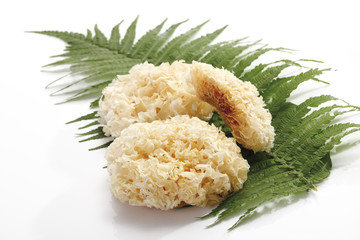 Krause Glucke ( Sparassis crispa ) auf Farn-Blatt