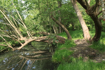 Verwunschene Weide überbrückt die Glinze in Wittstock © holger.l.berlin