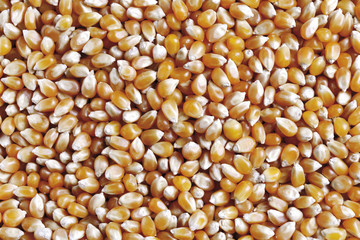 Popcorn- Mais , close-up