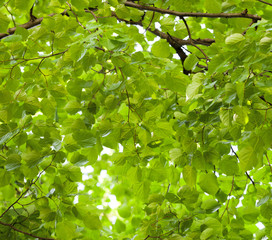 Fototapeta na wymiar Background of linden tree crown