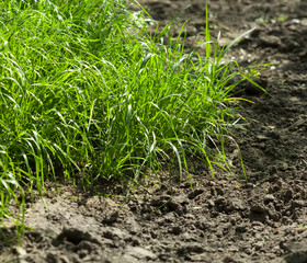 Grass on arable land