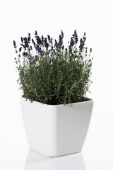 Lavendel ( Lavandula angustifolia) im Blumentopf