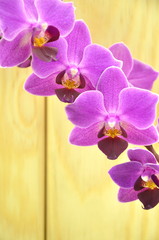 Fototapeta premium przepiękne orchidee na drewnianym tle 