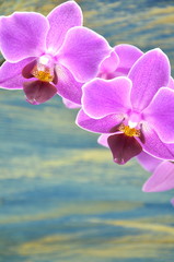 Naklejka premium przepiękne orchidee na drewnianym tle 
