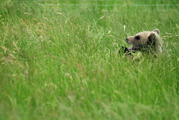  Europäische Braunbär ( Ursus arctos)