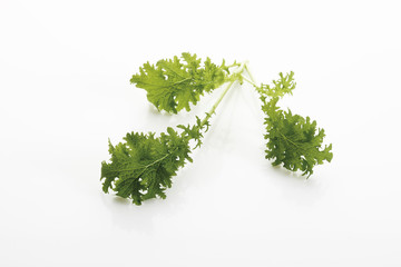 Blätter von Senfkohl ( Brassica juncea )