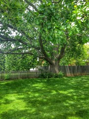 Big oak tree in spring