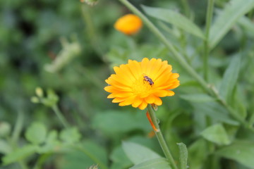 pot marigold