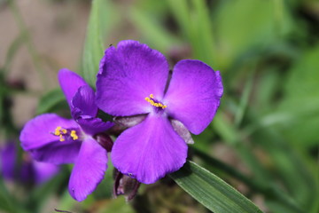 summer flower