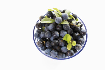 Blackthorn Früchte ( Prunus spinosa) in der Schüssel