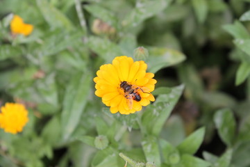 flower with bee