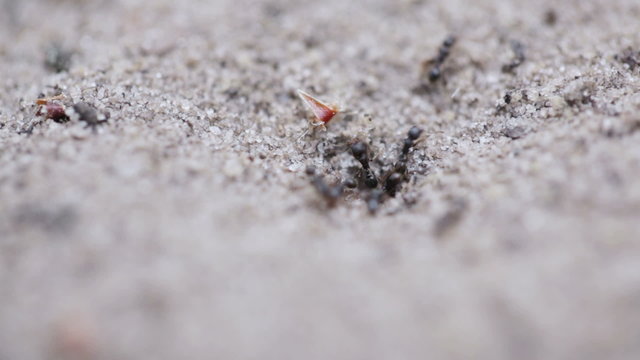 Formic swarm