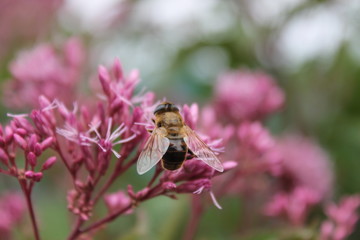 summer flower