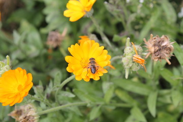 wild flower