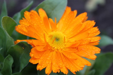marigold
