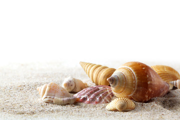 Sea shells on sand. Summer beach background.