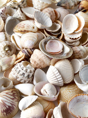 Sea shells on sand. Summer beach background.
