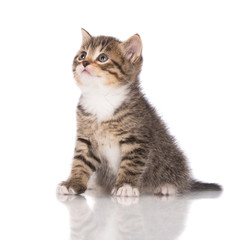 adorable tabby kitten