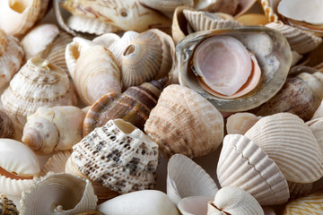 Sea shells on sand. Summer beach background.