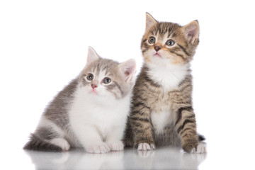 two adorable kittens