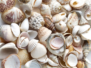 Sea shells on sand. Summer beach background.