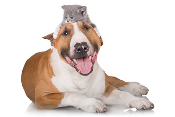 bull terrier dog with a kitten - obrazy, fototapety, plakaty