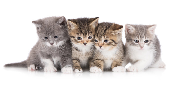 four adorable kittens