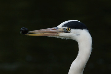 Grey Heron, Ardea cinerea