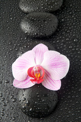 Purple orchid with zen stones on wet black background