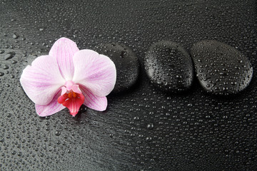 Fototapeta na wymiar Purple orchid with zen stones on wet black background