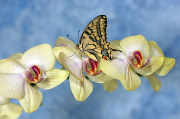 swallowtail butterfly (papilio machaon) on a flower orchid