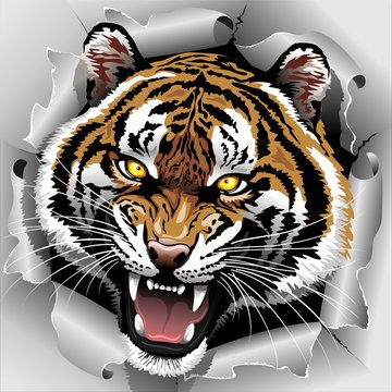 Tiger Roar coming out from Torn Paper