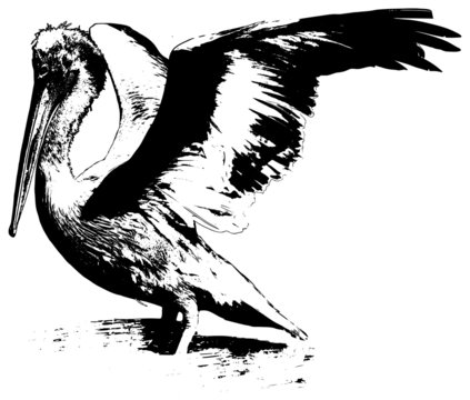 recommend clip art: pelican illustration