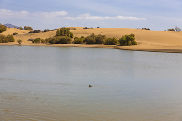 Oasis in Maspalomas Dunas