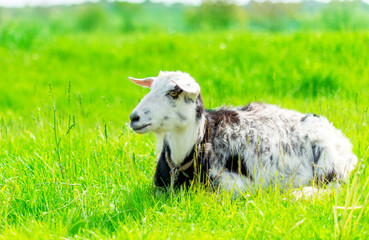 Obraz premium goat grazing