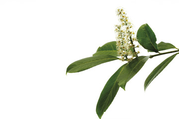 Lorbeerkirsche , close-up